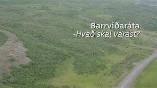 Barrviðaráta, hvað skal varast