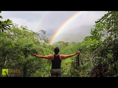 I Entered a Rainforest to Find Creatures For My Vivariums