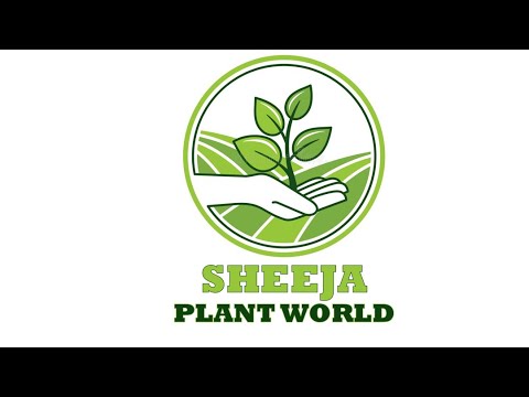 sheeja plat world first video