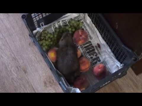 Овощи и мыши. Можно ли крысе фрукты. Можно ли крысе фрукты. Можно ли крысе фрукты. Можно ли крысе фрукты.