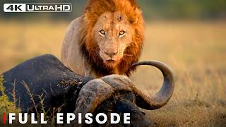 Lion's Deadliest | Nature's Most Impressive Predators | FULL EPISODE | Wildlife Documentary