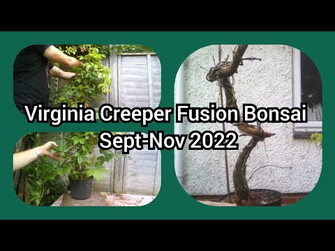 Virginia Creeper Fusion Bonsai Project Sept   Nov 2022 1