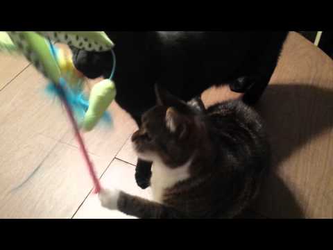 Miles and Dionne - Glove Toy