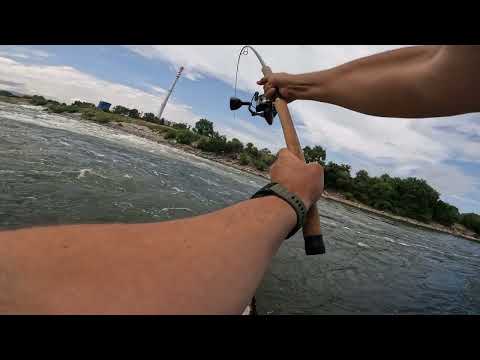 Veliki smuđ i tri soma Save