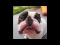 Смешные Видео Приколы с Котами. Смешные Коты до Слез. Смешные Животные 2019. 20