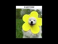 Смешные Видео Приколы с Котами. Смешные Коты до Слез. Смешные Животные 2019. 20