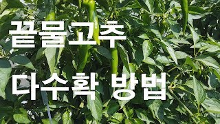 끝물고추 다수확 방법