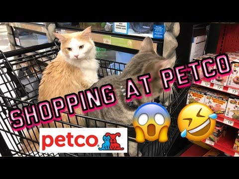 Cute cats in Petco | Kitties love to shop