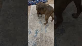 Video preview image #1 American Staffordshire Terrier-Staffordshire Bull Terrier Mix Puppy For Sale in Queen Creek, AZ, USA
