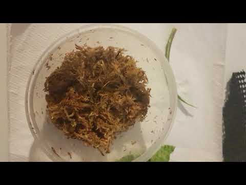 Propagating Streptocarpus, Video 1