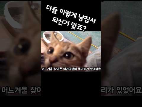다들 이렇게 집사가 되신거 맞죠?