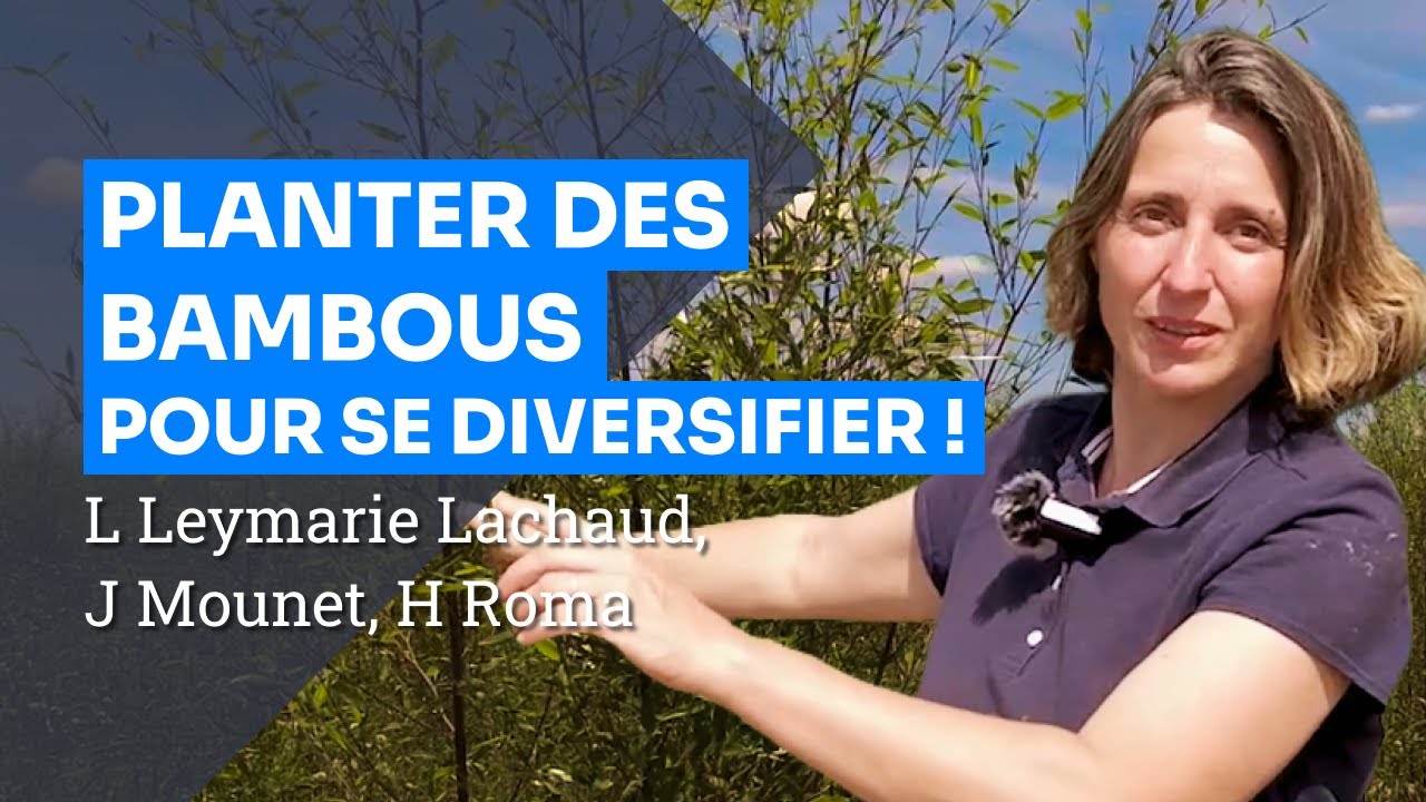 Planter des bambous pour diversifier sa ferme, L Leymarie Lachaud, J Mounet, H Roma