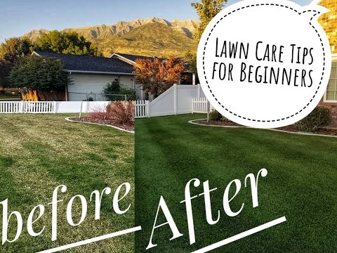 DIY How to fix Ugly lawn to Ultimate lawn - 4 easy steps for beginners