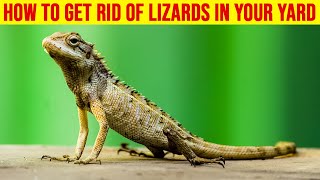 How to Get Rid of Lizards in Your Yard - Keep Them Away Permanently!