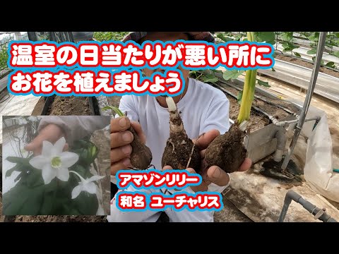 忍び寄るファイブフィンガーワート 植物