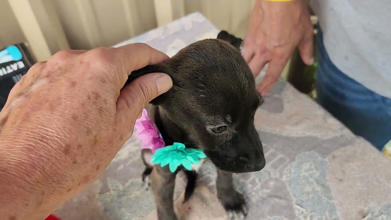 Enlarge Pistol, an adopted mixed breed in Bandera, TX video 4/4
