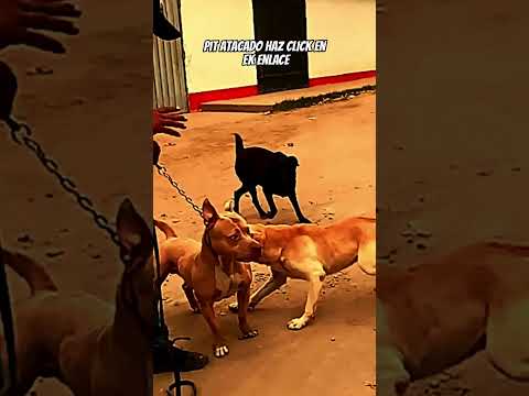 #pitbull es mordido por un # perro tipo Labrador  #agresividadcanina