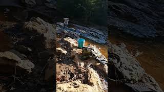 New Creek w/Felipe #gold #goldmining #goldpanning #goldprospecting