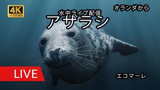 テッセル島・動物保護区エコマーレのアザラシ