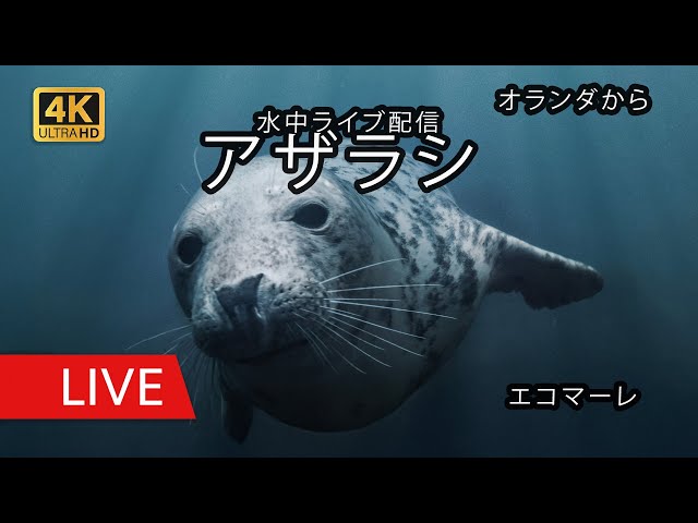 テッセル島・動物保護区エコマーレのアザラシ（水中）
