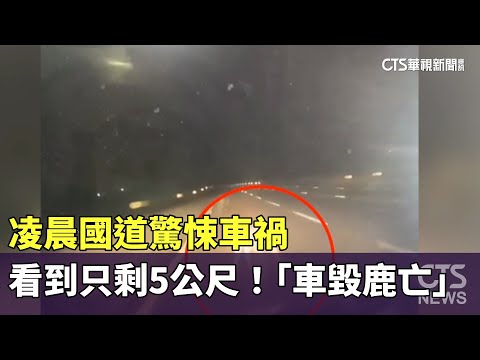 看到只剩5公尺！　凌晨國道驚悚車禍　「車毀鹿亡」