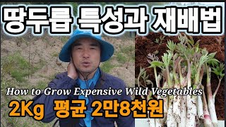 값비싼 땅두릅 재배법과 생리특성 알아봅시다!
