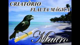 ANDAMENTO DO CANTO PRAIA GRANDE CLÁSSICO