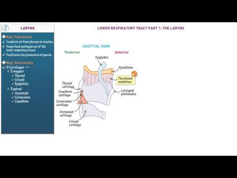 Anatomy and Physiology: Larynx