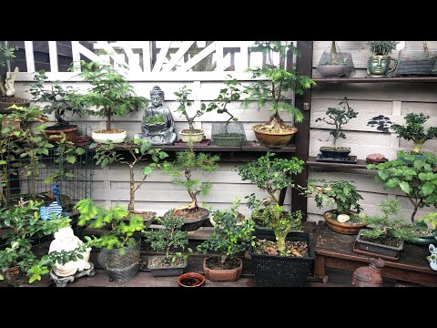 Großer Bonsai Gartenrundgang Teil 1 / Bonsai beginners/Bonsai oder Kleinholz 2022/24