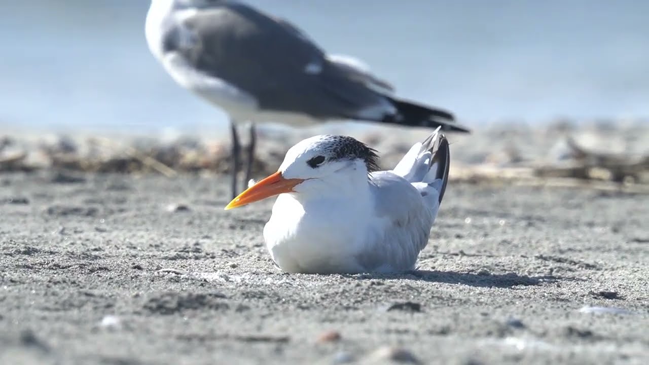 Royal Tern Loafing