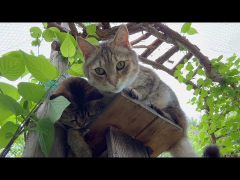 고양이 열한마리가 사는 곳에 새가 둥지를 틀었어요.