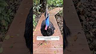 This family rescued a baby cassowary from a muddy pond and then...