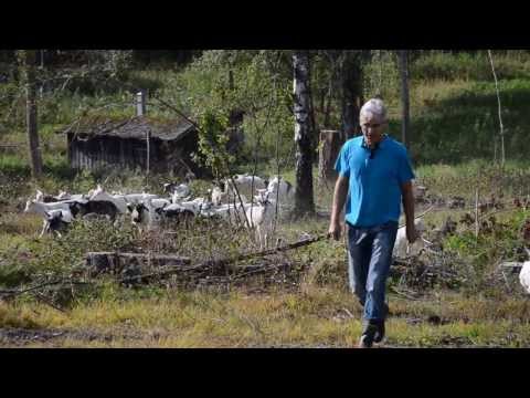 Ingvar henter geitene