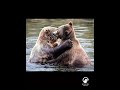 Two Bears Just Hugged in the Wild… and It’s the Sweetest Thing Ever 🥺💙