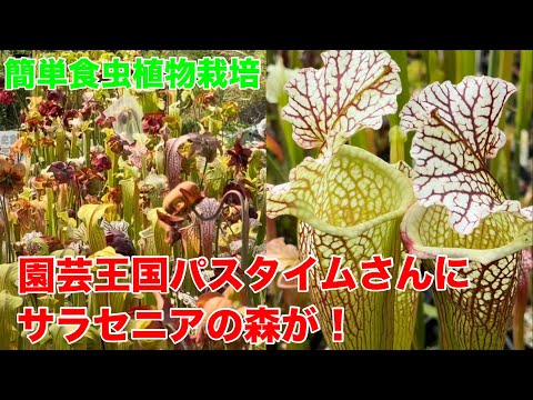 園芸 外のミニ鉢植えの食虫植物
