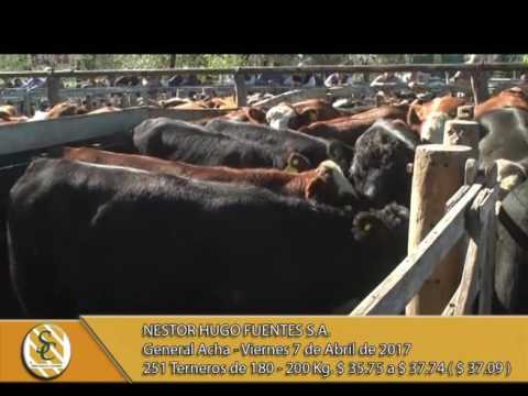 07-04-17 Venta de Novillos - Nestor Hugo Fuentes S.A. - Gral Acha.