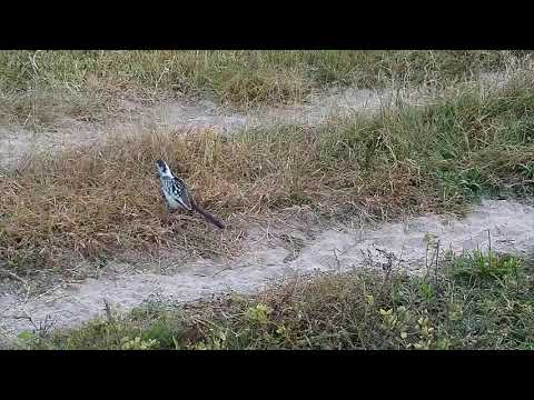 Djuma: Red/billed Hornbill in road by the cam - 06:28 - 04/23/21