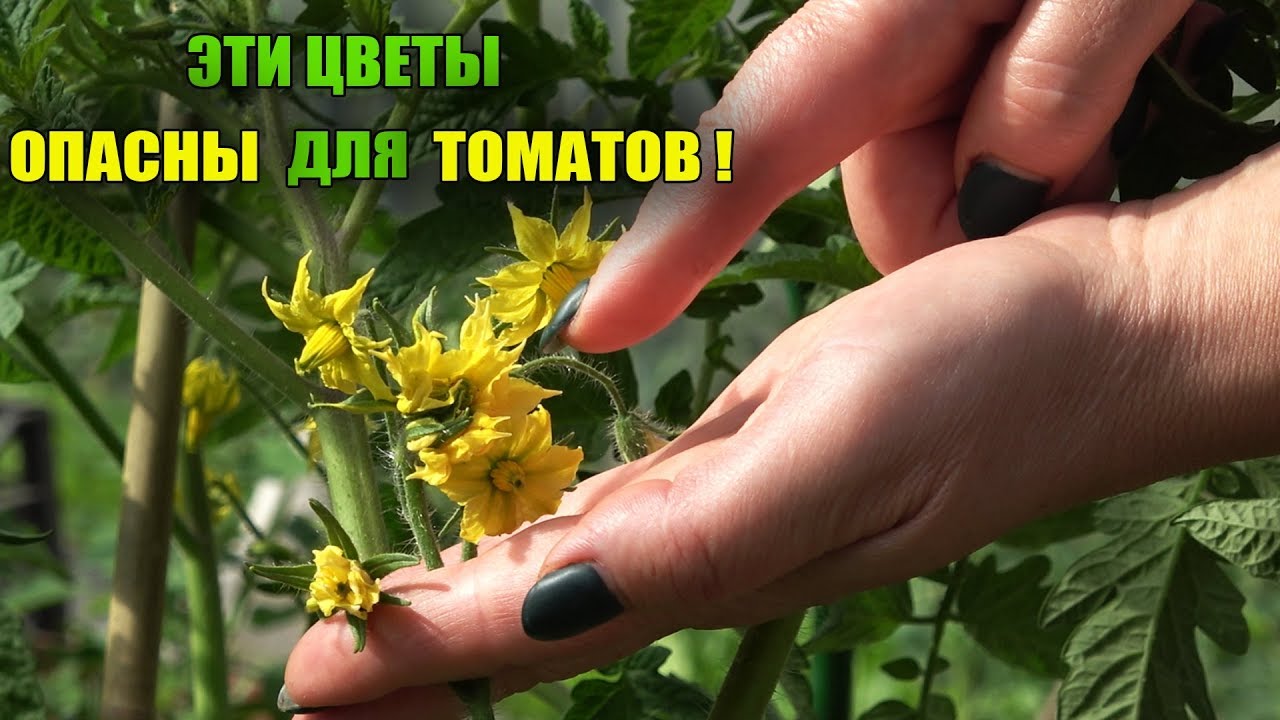 Сразу удалите эти цветы у томатов как увидите