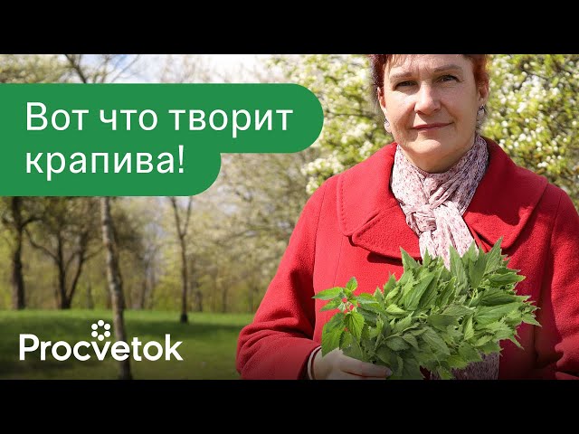 ПОДНИМЕТ ГЕМОГЛОБИН, ПОДАРИТ СПОКОЙСТВИЕ И РАДОСТЬ, ОСТАНОВИТ ВЫПАДЕНИЕ ВОЛОС &ndash; и это все крапива!