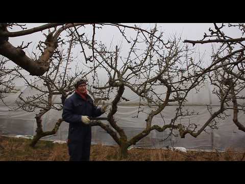 , title : 'Beskæring af gamle æbletræer i frugtplantange'