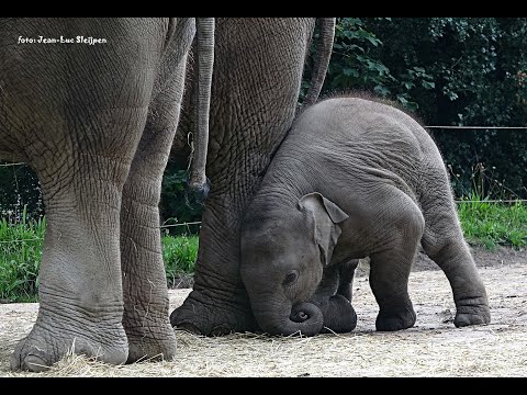 A day with elephant Radjik in Diergaarde Blijdorp 1