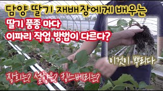 딸기 품종 마다 잎 작업 방법이 다르다? 설향은 ? 장희는? 킹스베리는? 생육 정도에 딸라 이파리 작업이 다…