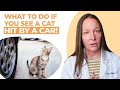 What To Do If You See A Cat Get Hit By A Car