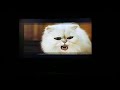 Stuart Little Visual Effects Gag Reel