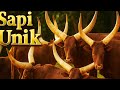 Sapi Tanduk Panjang Ankole Watusi Spesies Afrika
