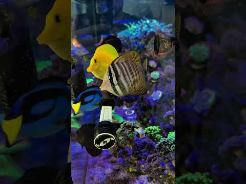 Little mix of sunlight and ramp up. #aquariumsofyoutube #socialreefer #fyp