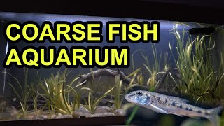 Creating a Coarse Fish Aquarium