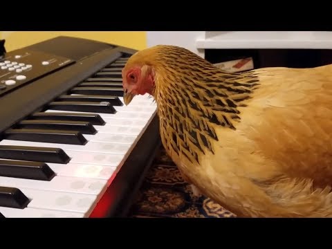 Publicité 2018 - McDonald's - Parlons peu, parlons poulet