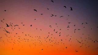 Will Ackerman - Visiting