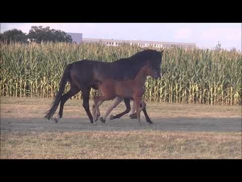 Hengstfohlen von Bonds/Den Haag 2020